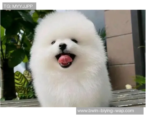 足球明星们宠爱的狗狗名字大揭秘这些萌宠成了球场之外的焦点 足球明星们宠爱的狗狗名字大揭秘这些萌宠成了球场之外的焦点